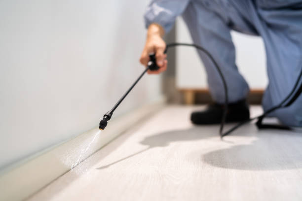 Licensed Pest Control service in Woodstock, VA - Show Me Pest Control